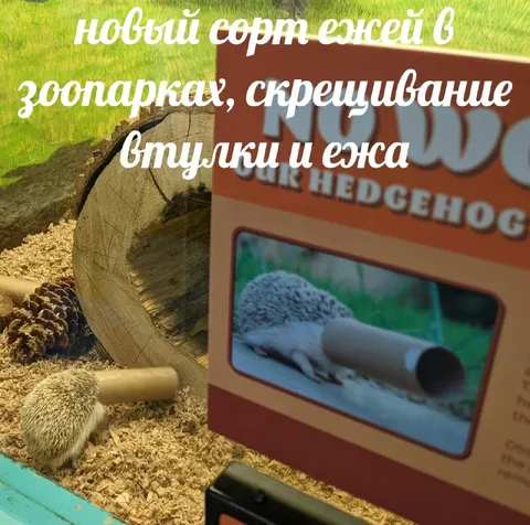 Новый сорт ежей в зоопарке