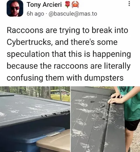 Raccoons Mistake Cybertrucks for Dumpsters