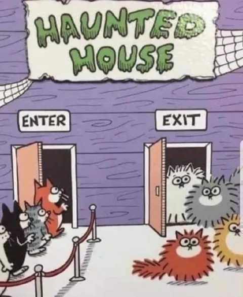 Cats Enter the Haunted House