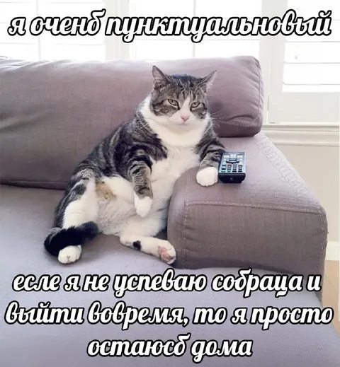 Пунктуальный кот остаётся дома