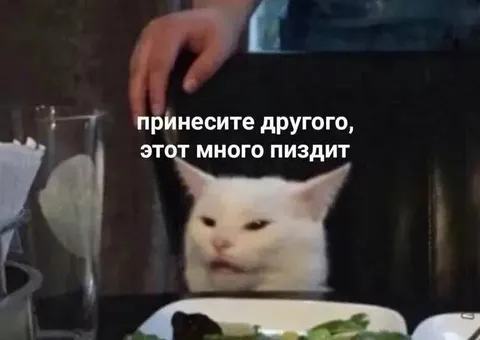 Принесите другого кота