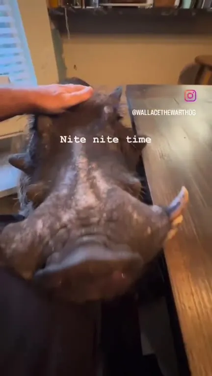 Warthog Goes Nite Nite