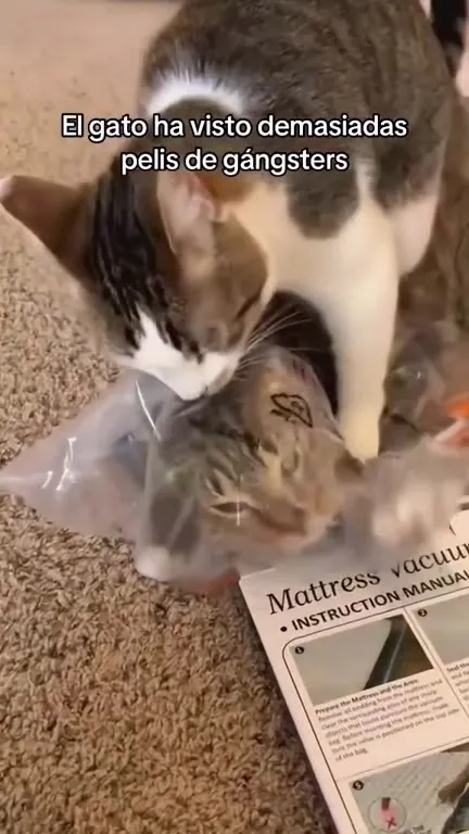 El gato vio demasiadas películas de gángsters