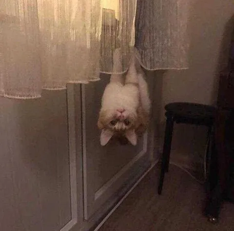Кот вверх тормашками