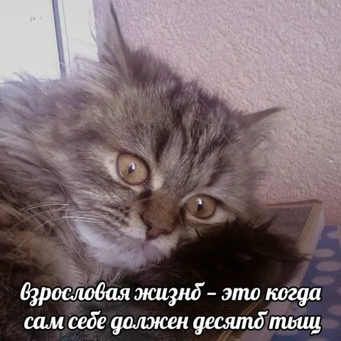 Взрословая жизнь и десять тыщ