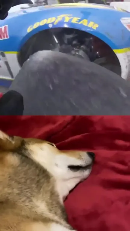 Tire Change, Dog Unbothered