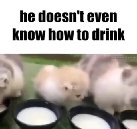 Kitten Doesn't Know How to Drink