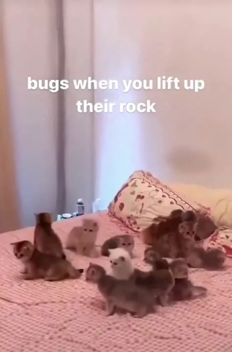 Kittens Under the Blanket
