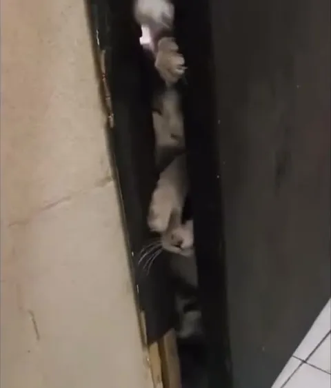 Коты выходят как зомби