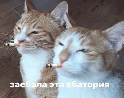 Коты устали от ебатории