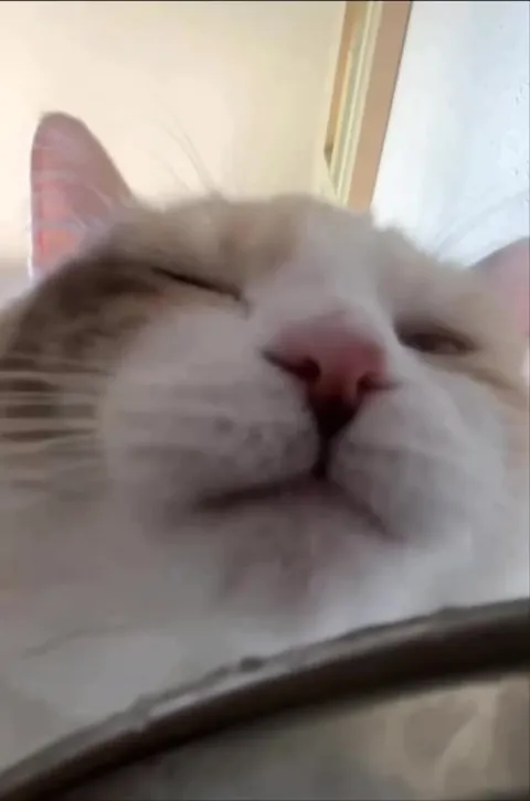 Кот показывает язык