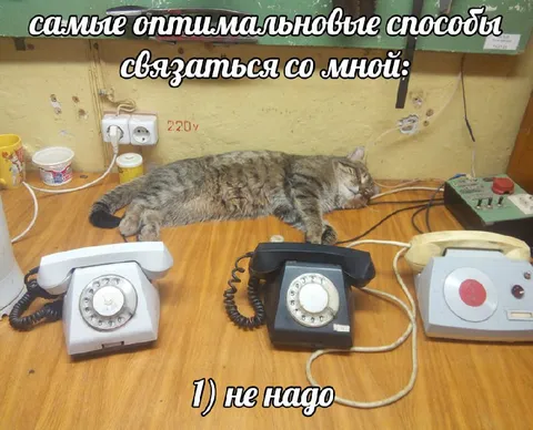 Оптимальные способы связаться с котом