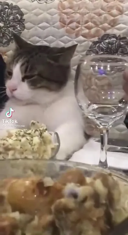 Кот за праздничным столом