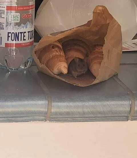 Topo nascosto tra i cornetti
