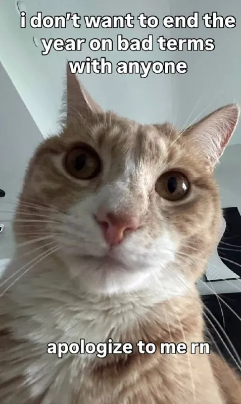 Apologize to Me Right Now Cat