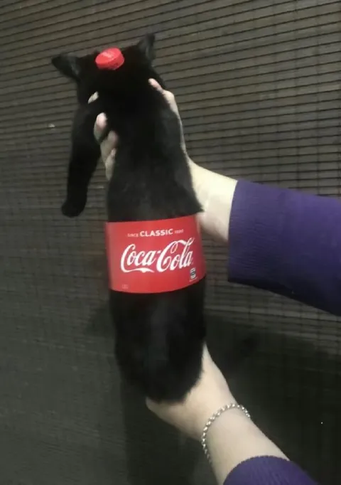 Cat-Shaped Coca-Cola Bottle