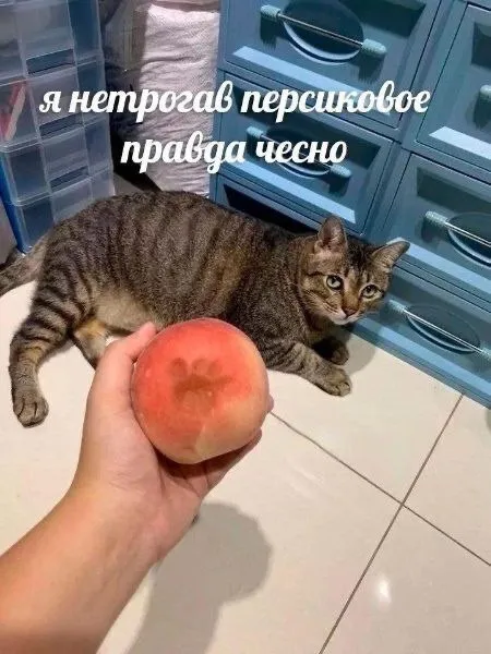 Кот не любит персики