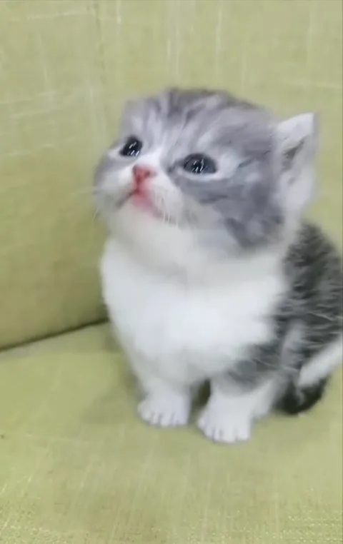Плачущий котёнок под музыку