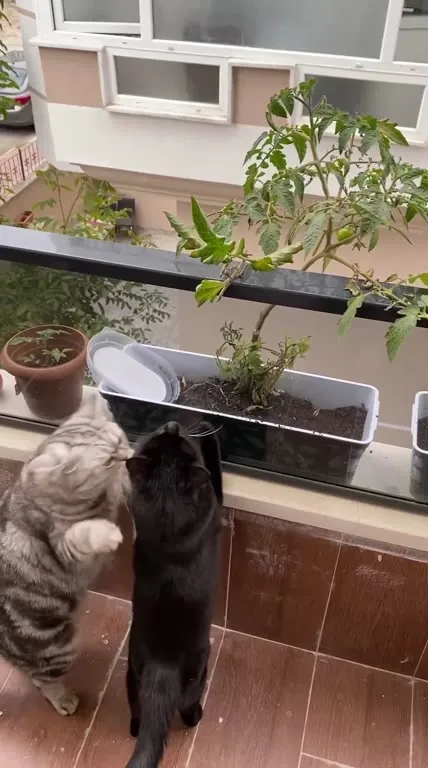Коты охраняют помидор
