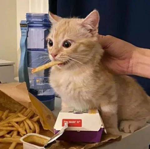 Cat Loving McDonald’s Fries