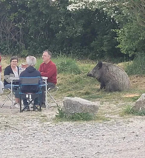 Кабан пришёл на обед