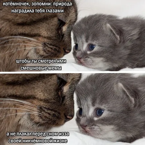 Котёнок и жизненные мемы