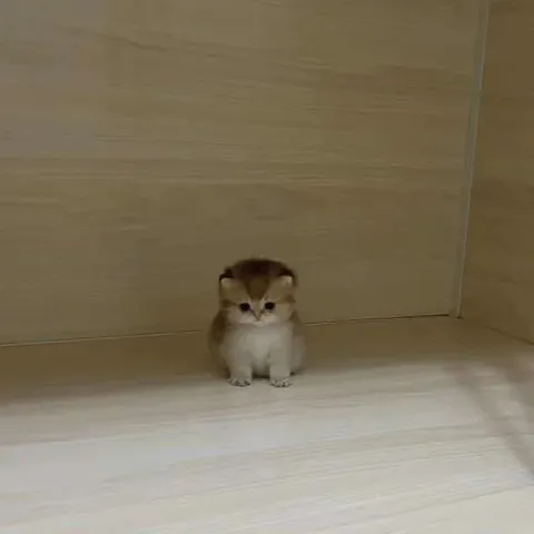 Маленький котёнок в углу