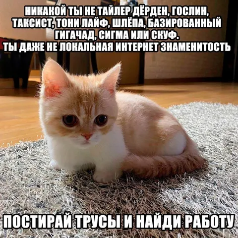Постирай трусы и найди работу