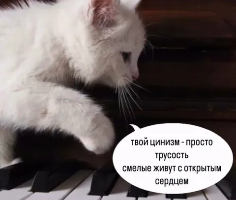 Кот с открытым сердцем