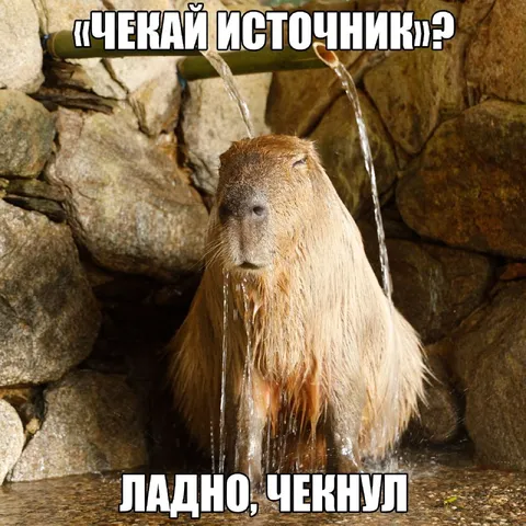 Чекай источник — чекнул