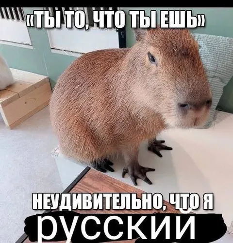 Капибара говорит, что русский