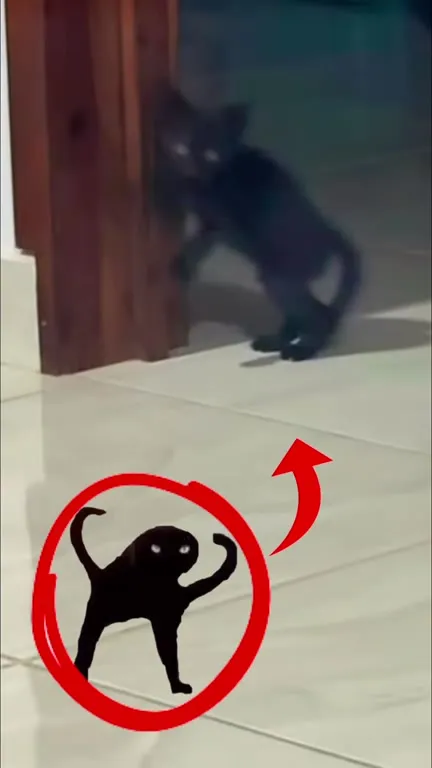 Кот выходит из темноты