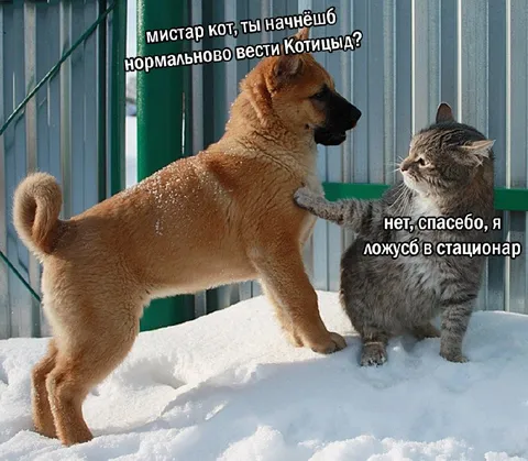 Кот выбирает стационар