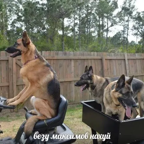 Везу максимум нахуй