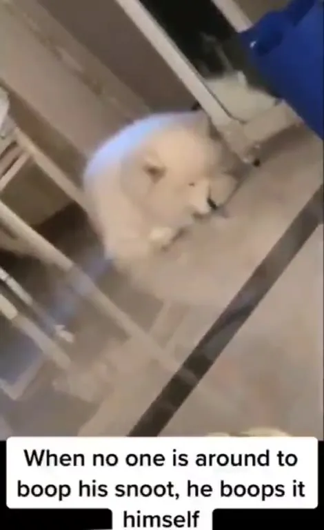 Cat Boops Its Own Snoot