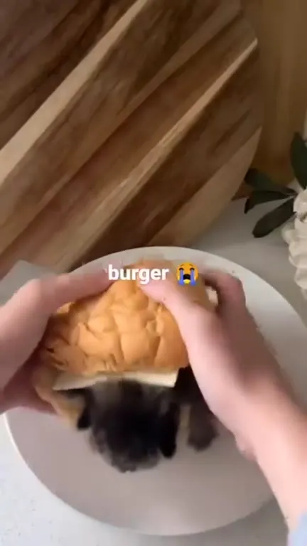 Burger With a Kitten Inside