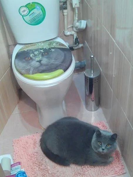 Кот охраняет туалет