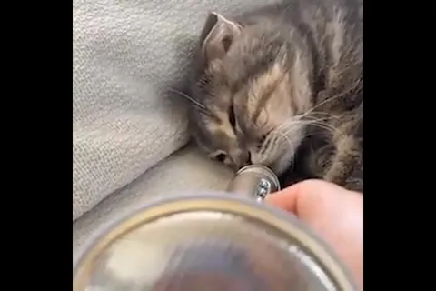 Котёнок храпит как подлодка