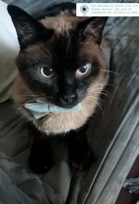 Cat Destined to Change History