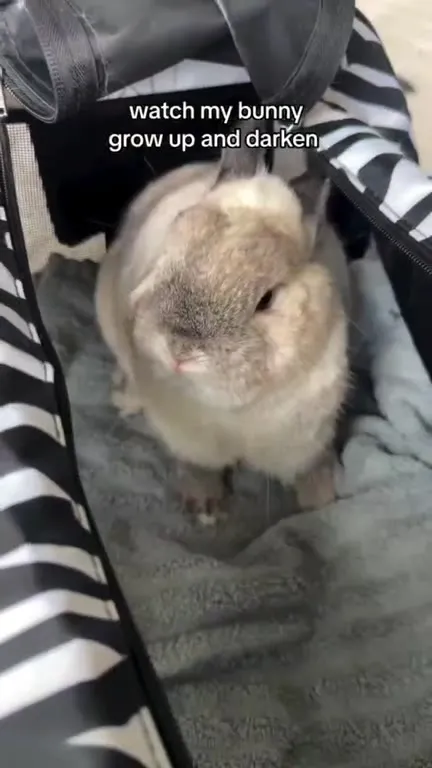 Watch My Bunny Grow Darker
