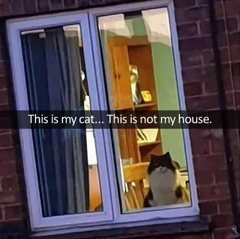 This Is My Cat, Not My House