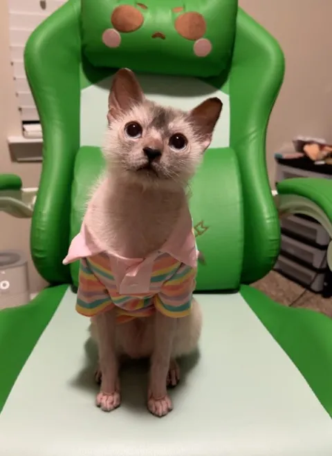 Котёнок в полосатой одежде