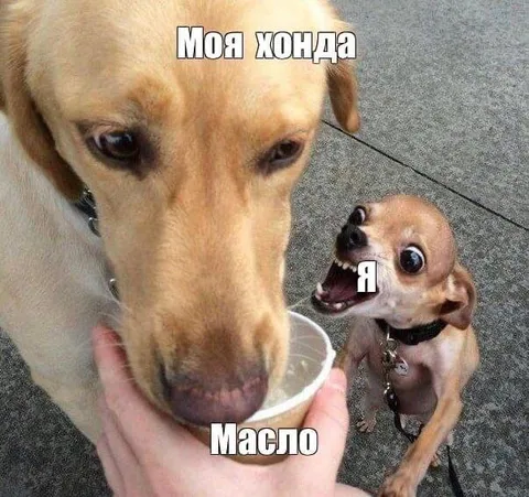 Моя Хонда и масло