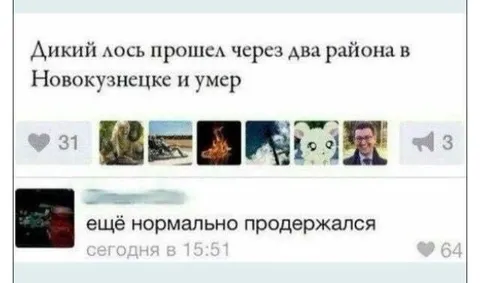 Лось прошел два района