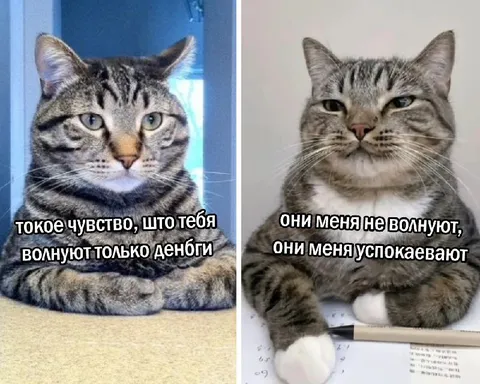 Кошки и финансовое спокойствие