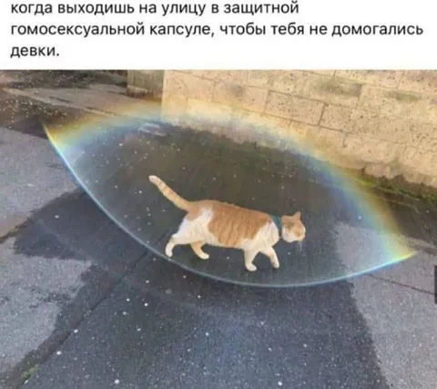 Кот в защитной капсуле