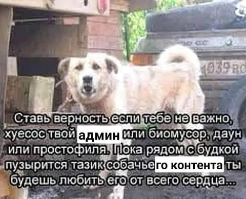 Собачий контент от всего сердца