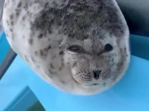 Сонный круглый тюлень