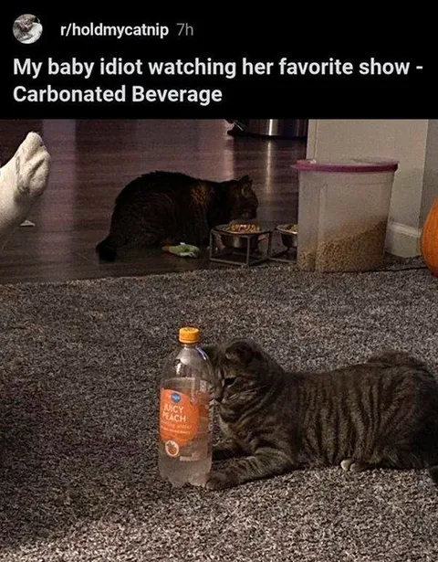 Cat Watching Carbonated Beverage