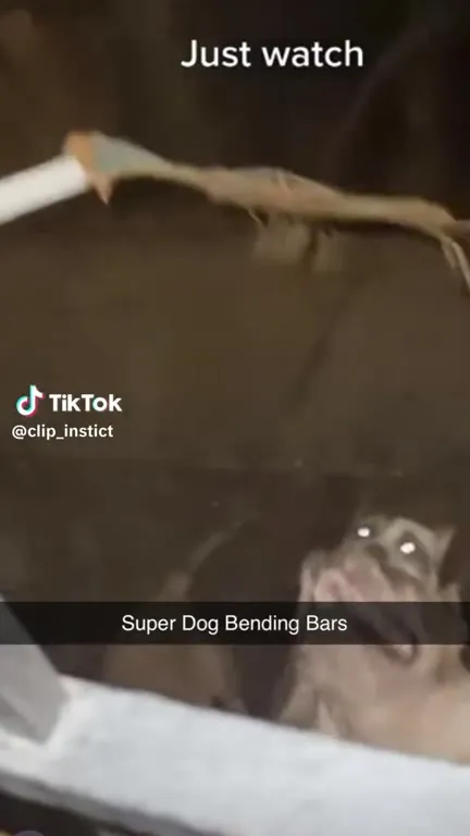 Dog Bending the Bars
